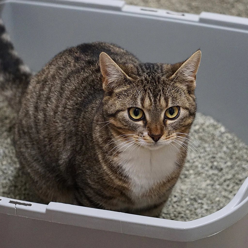 Наповнювач для котячих лотків: який краще вибрати